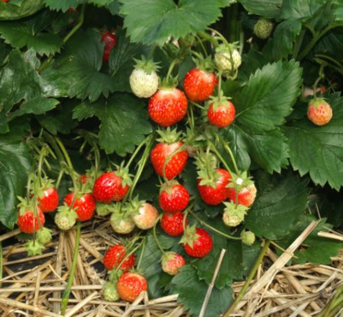 Erdbeeren jetzt pflanzen: Mitte Juli bis Ende August - Langeder